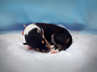Newborn puppy of smooth collie