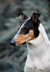 Beautiful smooth collie dog..