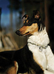 Beautiful smooth collie..