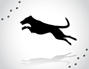 Illustration of jumping smooth collie working champion