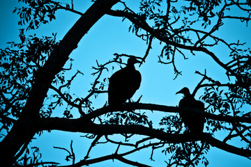 Sillhouettes of vultures in a tree at night, South Africa