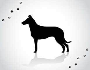 Illustration of jumping smooth collie working champion