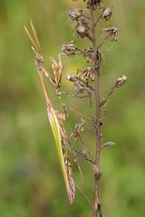 Empusa pennata, male