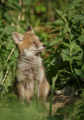 Fox cub near the den