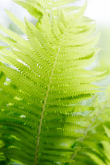 fern background