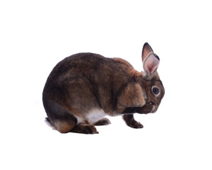 Adorable rabbit isolated on a white background
