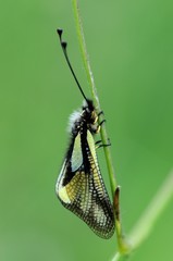Libelloides coccajus, male