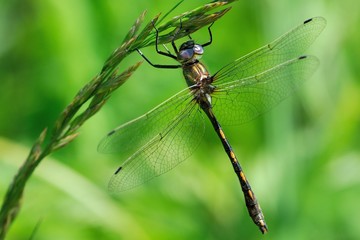 Oxygastra curtisii, teneral male