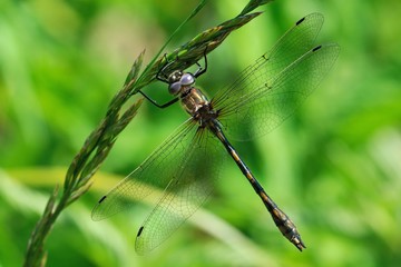 Oxygastra curtisii, teneral male
