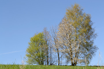 Birkenhain im Fruehling