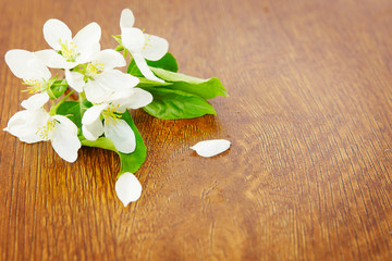 Inflorescence of apple flower on wooden background