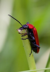 Cardinal Beetle Macro