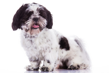 shih tzu on a white background