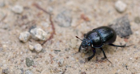 Macro shot of a common dung beetle walking in the sand
