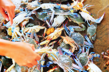 Crabs