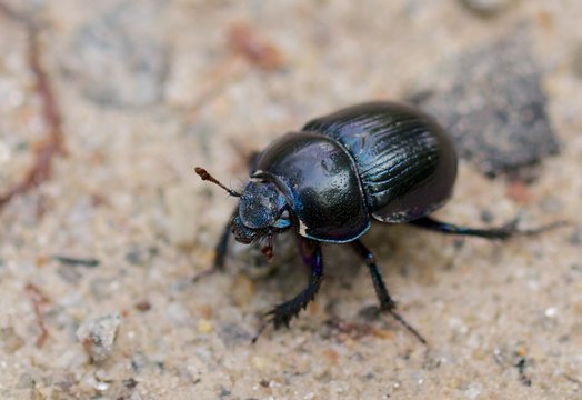 Macro shot of a common dung beetle walking in the sand - Powered by Adobe