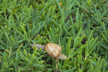 Snail in nature