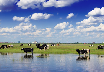 cows on watering place