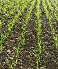 Young green wheat.