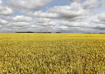 Golden ripe wheat.