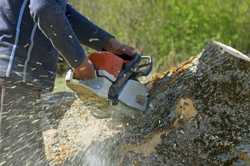 Man cuts a fallen tree.