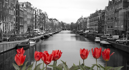 Fototapety  czerwone tulipany w amsterdamie