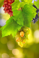 image of grape bunches on green background closeup