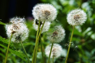 Obraz premium Dandelion