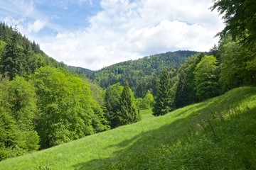 Black Forest Meadows