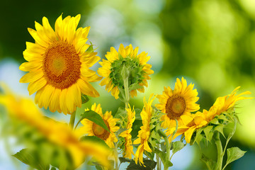many beautiful sunflowers
