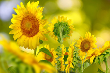 Fototapeta premium image of many of sunflowers in the field
