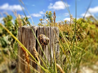 Schnecke am Pfahl in Frankreich