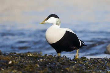 Eider duck, Somateria mollissima