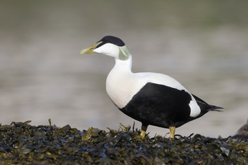Eider duck, Somateria mollissima
