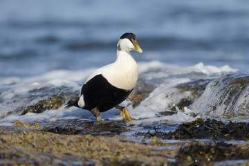 Eider duck, Somateria mollissima