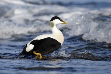Eider duck, Somateria mollissima