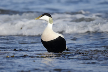 Eider duck, Somateria mollissima