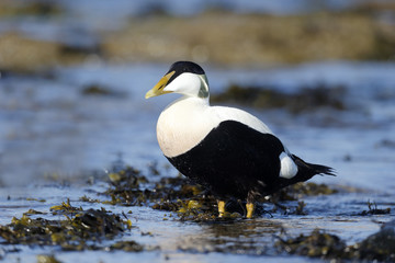 Eider duck, Somateria mollissima