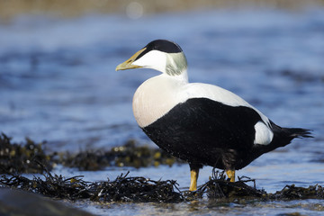 Fototapeta premium Eider duck, Somateria mollissima