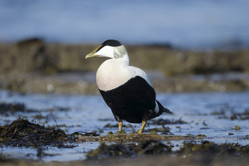 Eider duck, Somateria mollissima