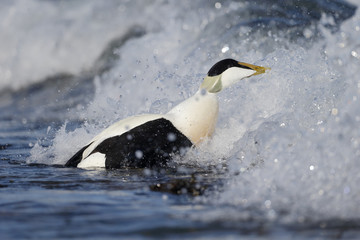 Eider duck, Somateria mollissima
