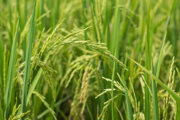 rice field