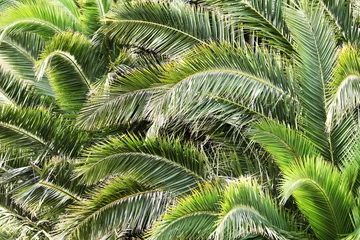 Fototapete Palmenhintergrund, Palma de Mallorca © bofotolux