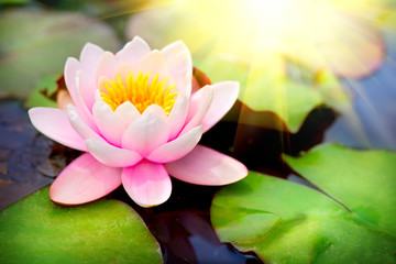 Fototapety  Kwitnący zbliżenie pływający waterlilly. Kwiat lotosu w stawie