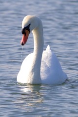 Swan on the water wide 2