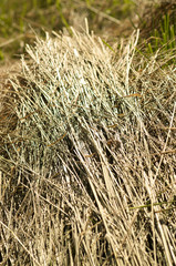 Dry grass in a meadow