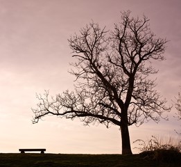 Tree and Bench Silhouette Scene 02