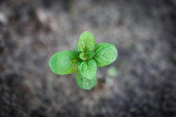parsley growing in the garden