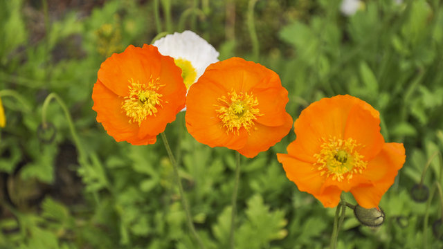 St. Moritz, Bergblumen, Schweizer Alpen, Bergmohn, Graub&uuml;nden
