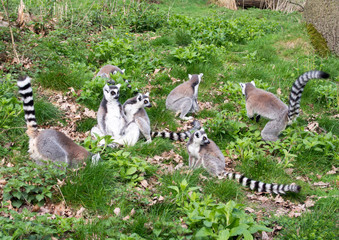 Fototapeta premium Group of seven Lemurs